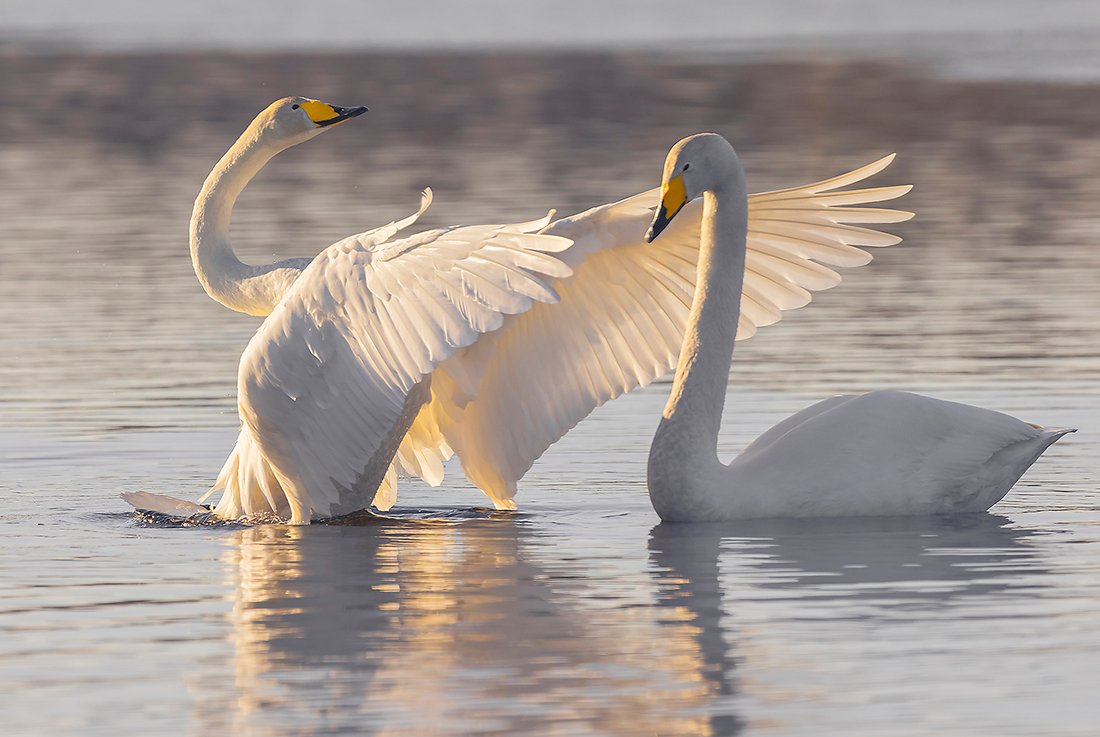 2021 04 17 2 laulujoutsen k 1100 28194629